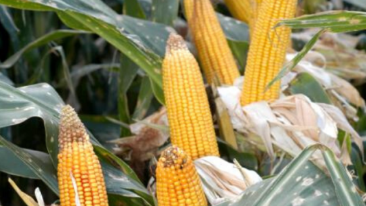 El maíz vuelve a ganar terreno: proyectan siembra de 7 millones de hectáreas y una producción de 48 millones de toneladas