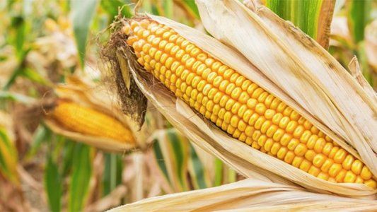 Maizar presentó su Congreso virtual: es crucial pensar cómo potenciar la contribución de esta cadena