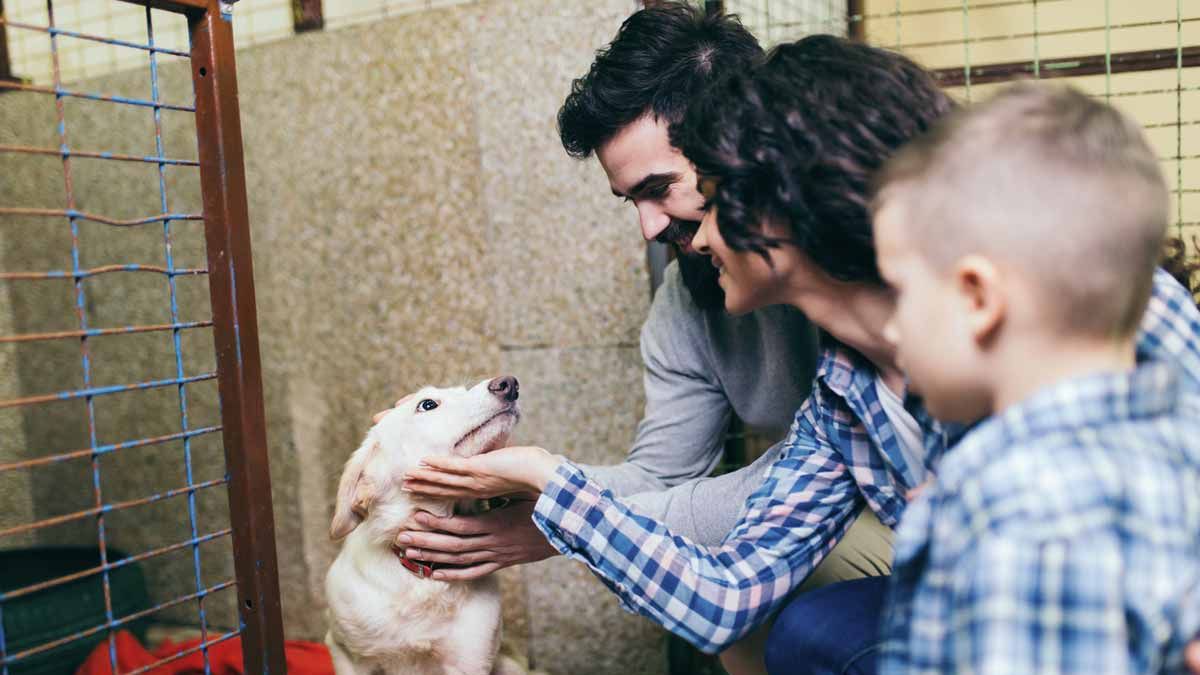 Jujuy aprobó una ley que declara a todos los animales como seres sintientes