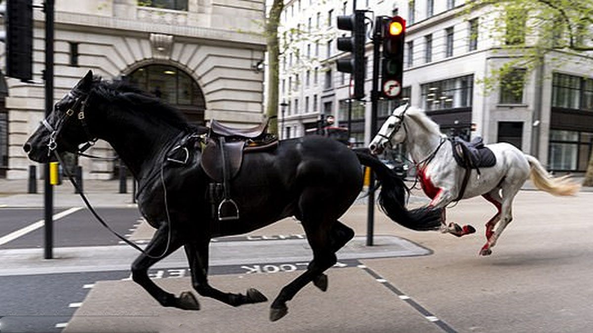 Caballos del ejército británico suletos crearon un caos en las calles de Londres. (Foto: Gentileza Daily Mail)