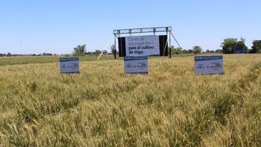 Aprobación del trigo HB4: un riesgo para la Argentina
