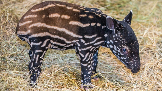España logra un hito histórico: nace un tapir malayo en peligro crítico tras 20 años de intentos