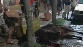 Descargaron vacas de un camión y faenaron a una en plena calle en medio de una protesta