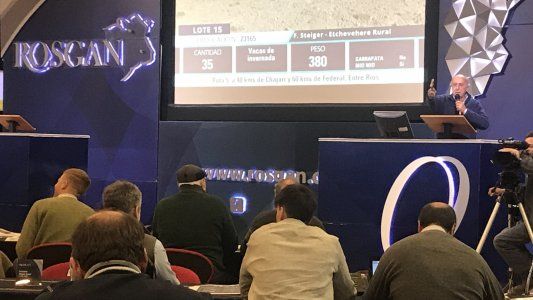 Rosgan: los precios del ternero subieron casi 50% en lo que va del año