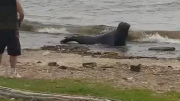 Un lobo marino sorprendió en la costa de Vicente López y ponen en marcha un operativo para rescatarlo