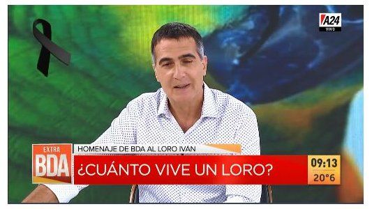 ¿Cuánto vive un loro en la Ciudad y la provincia de Buenos Aires?