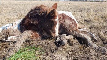 Maltrato de animales: Rescataron 400 caballos desnutridos en Ezeiza