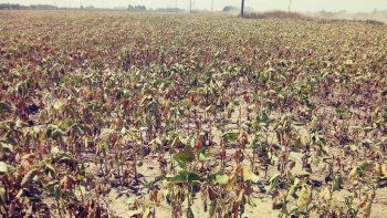 La agricultura familiar del Norte le pide ayuda al Gobierno ante los efectos de una catastrófica sequía