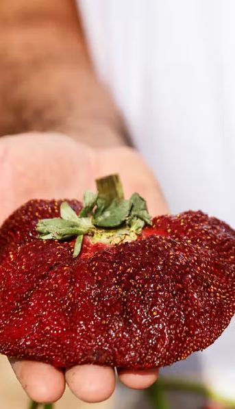 Récord Guinness: un agricultor israelí cultivó la frutilla más grande del mundo