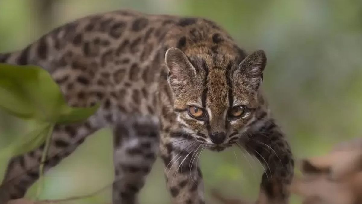 El ejemplar terminó en el Santuario de Vida Silvestre Senda Verde. (Foto: National Geographic)