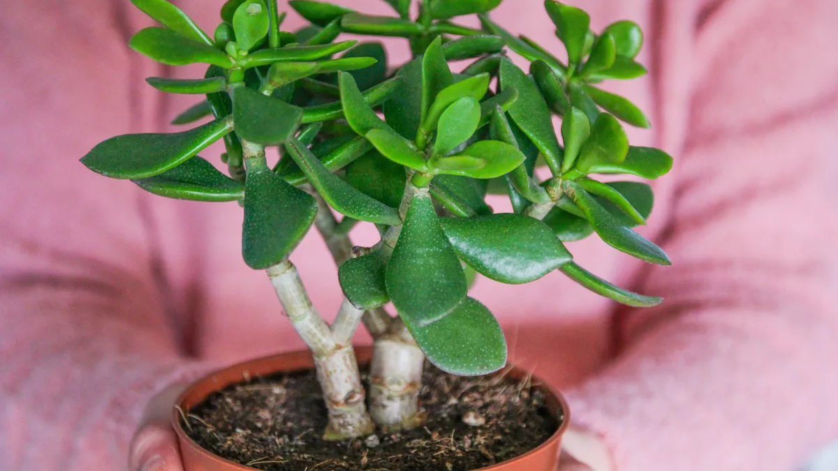 SIGNIFICADO: colocar ajo debajo del &aacute;rbol de Jade