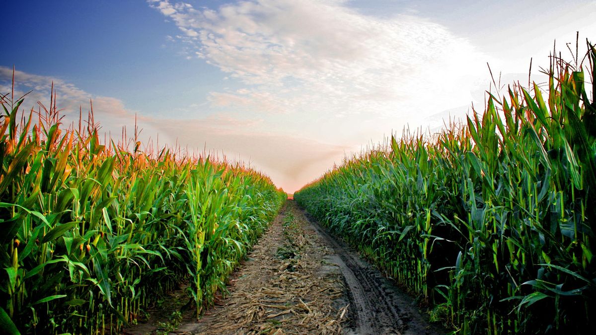 Los dólares que aportaría el maíz serían aproximadamente u$s 200 millones. 