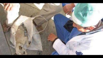 La historia que conmueve a México: un anciano llevó a su cachorro enfermo a un hospital y los médicos le salvaron la vida