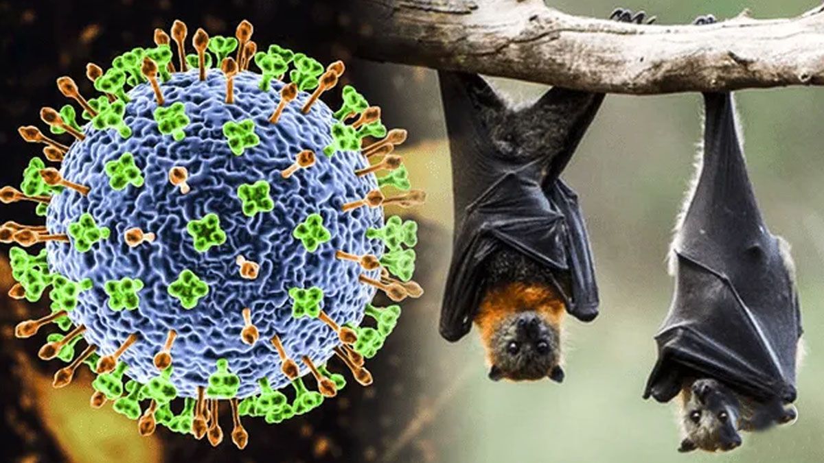 Alerta en la India por un virus que también pasa de los animales a seres humanos (Foto: gentileza Wired).