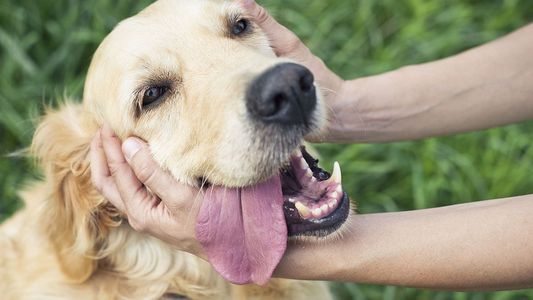 ¿Cuáles son las caricias que hacen felices a los perros?