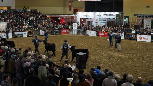 Lo que dejó la Exposición Angus del Centenario: ¿cualquiera puede ser un ganadero de élite?