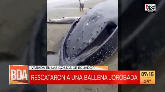 Rescate de una ballena jorobada en la isla Puná de Ecuador