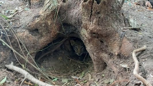 Tras 70 años de extinción en Corrientes, nacieron dos yaguaretés en los Esteros de Iberá