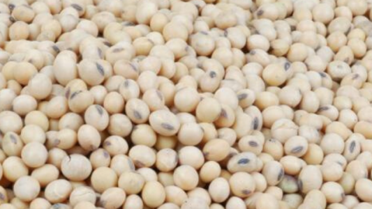 Impulso para los mercados: EE.UU. perdió 20 millones de toneladas de soja en seis meses