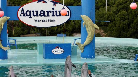 Cierre definitivo del Aquarium Mar del Plata: qué pasará con los animales