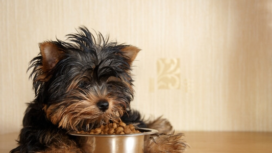 La forma correcta de alimentar perros de raza pequeña