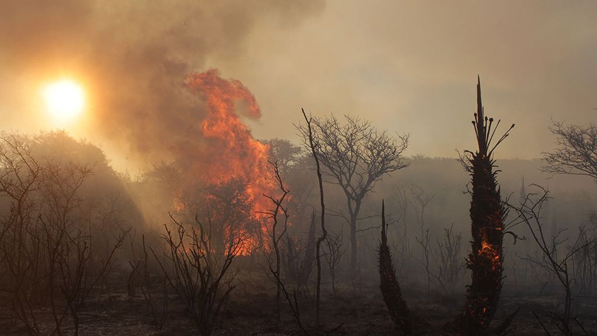 Incendios forestales: declaran la emergencia ígnea en todo el país por un año (Foto: Telam).