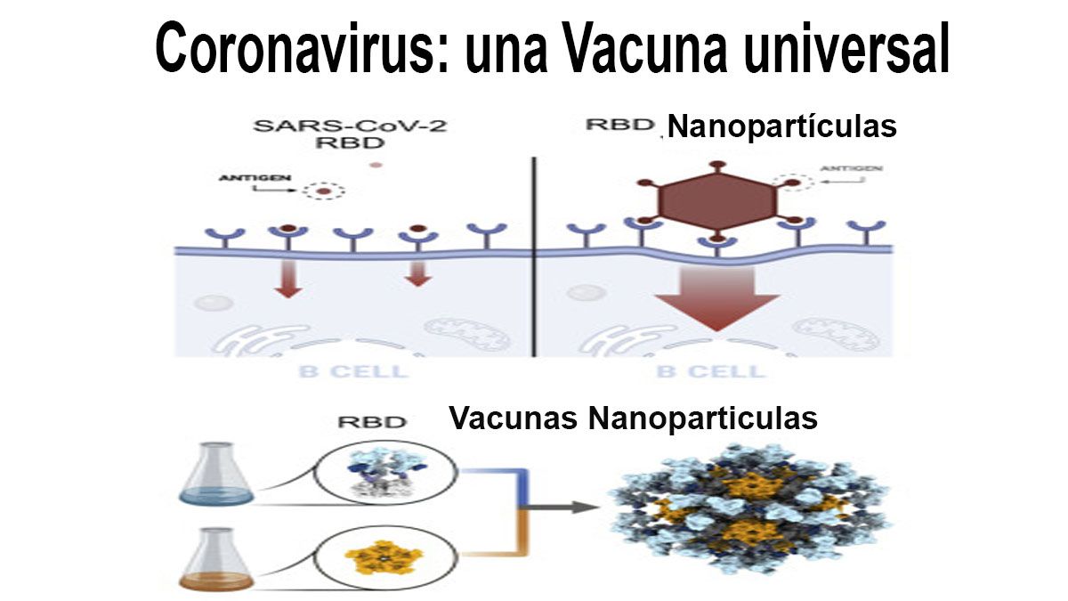 La vacunas universal, si ataca al núcleo del virus, eliminará su capacidad de replicarse, por más que pueda ingresar a las células por diferentes 
