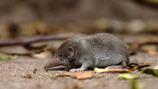 Alerta en China por el henipavirus, un agente patógeno de origen animal que infecta a humanos