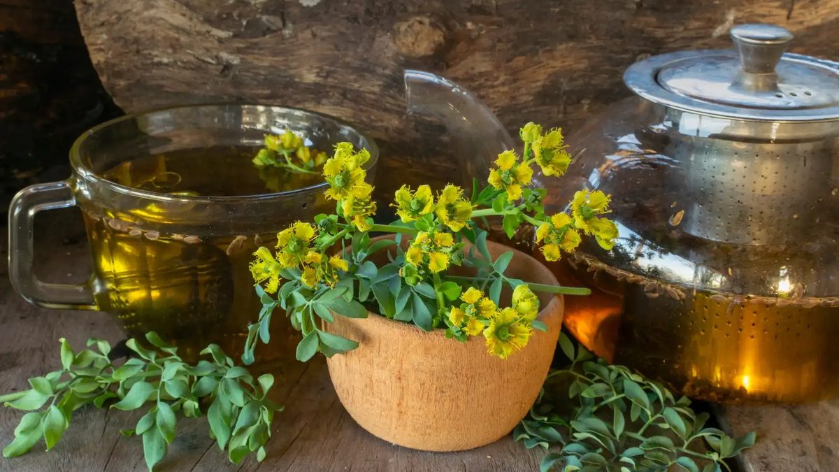Por qu&eacute; ten&eacute;s que tener s&iacute; o s&iacute; una planta de ruda en tu casa