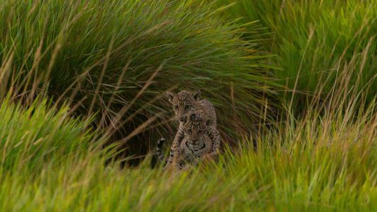 Dos cachorros de yaguaretés y su madre, liberados en el Parque Nacional Iberá