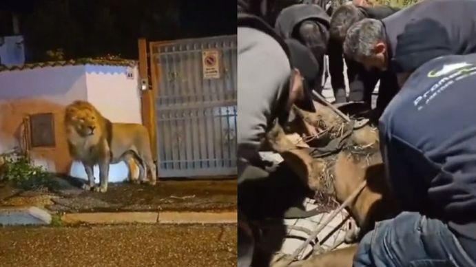 Video: dramático rescate de un león que se escapó de un circo en Roma