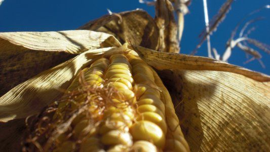 Maíz: la planificación 2021/22 con una expectativa totalmente positiva