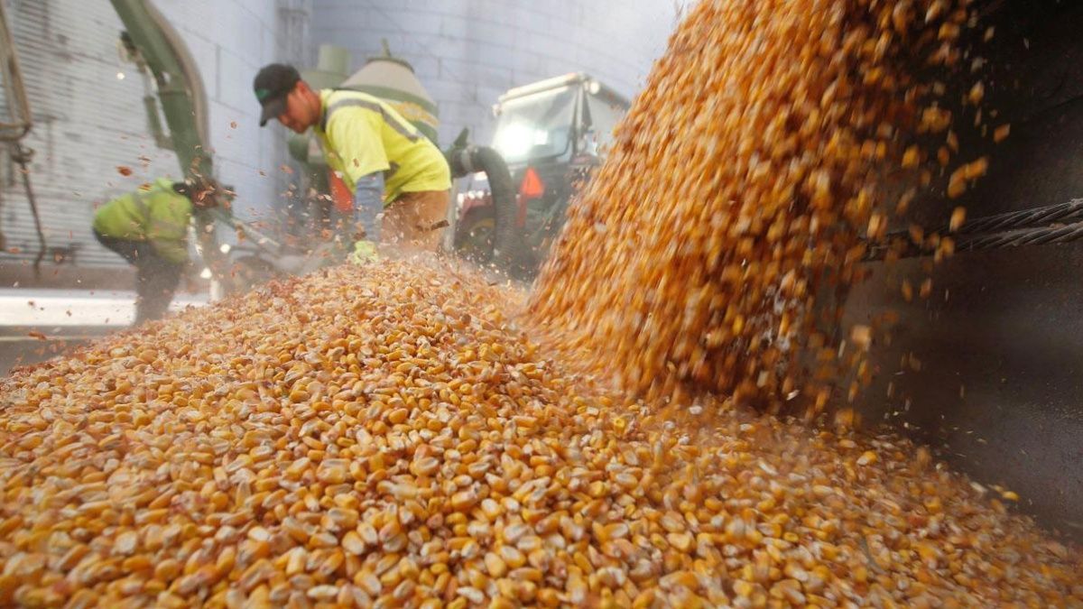 Compraban granos blue, evadían impuestos por $160 millones y fueron ...