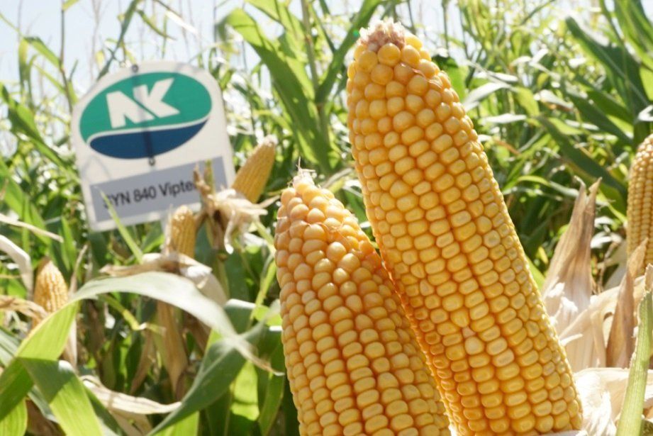 NK presentó novedades en maíz y girasol para la próxima campaña