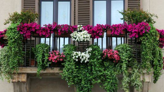Plantas para balcón: ¿Cómo cuidarlas?