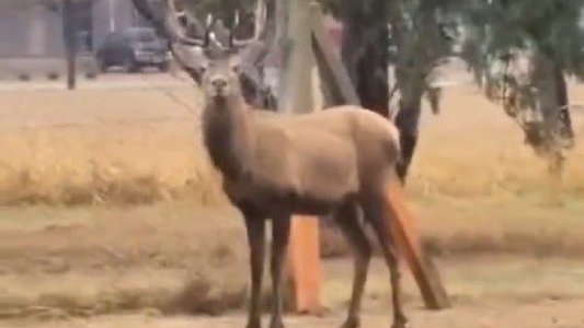 Buscan a un ciervo que se perdió cerca del aeropuerto de Córdoba