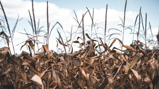 Urgen cambios de fondo para una Ley de Emergencia Agropecuaria equitativa y razonable