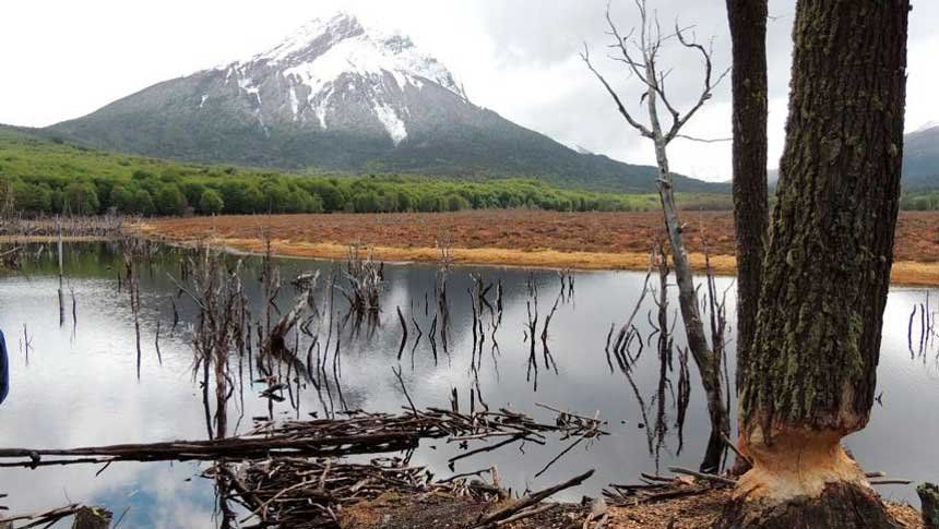 Una invasión de castores exóticos arrasaron con 30 mil hectáreas de bosques en Tierra del fuego