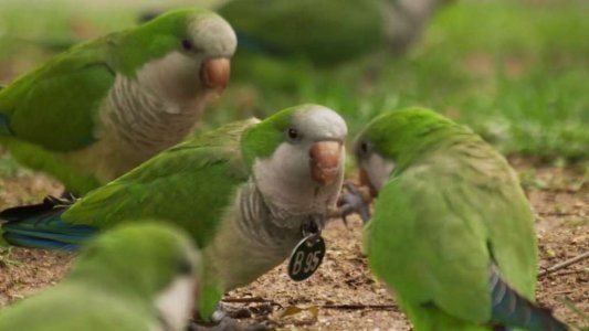 Alerta en La Pampa por la aparición de casos sospechosos de psitacosis: ¿de qué se trata esta enfermedad?