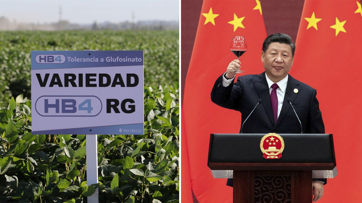 La aprobación de China a la soja HB4 disparó las expectativas en el agro. 
