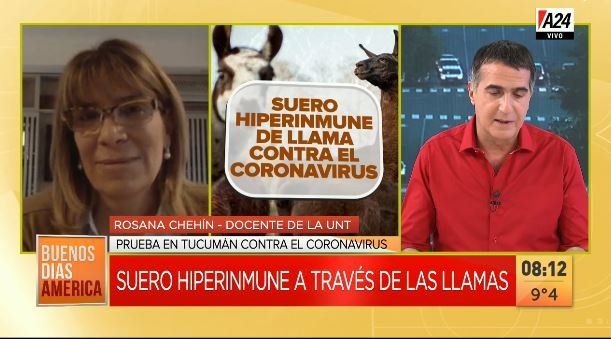 Prueban un suero hiperinmune de llamas, en Tucumán