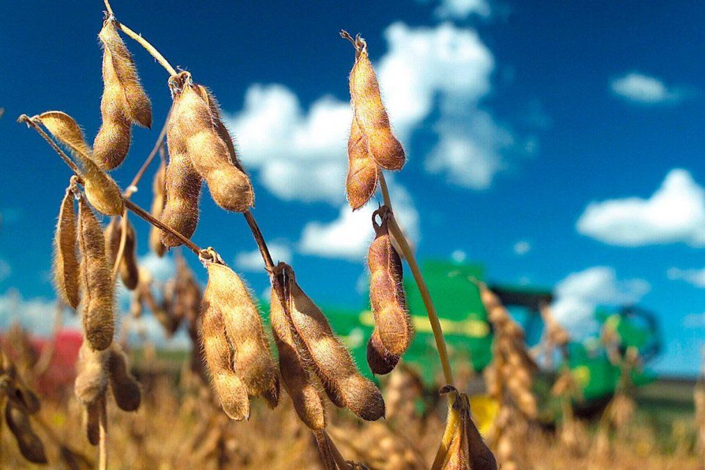 La cosecha de soja caería un 10% este año y sería menor a 50 millones de toneladas