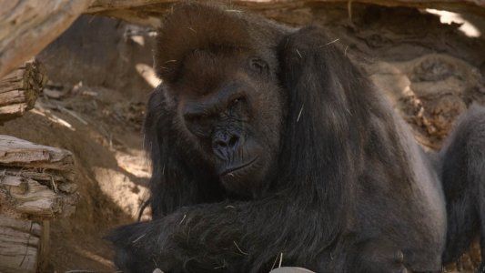 Sorpresa mundial: gorilas del zoológico de San Diego se contagiaron con COVID-19