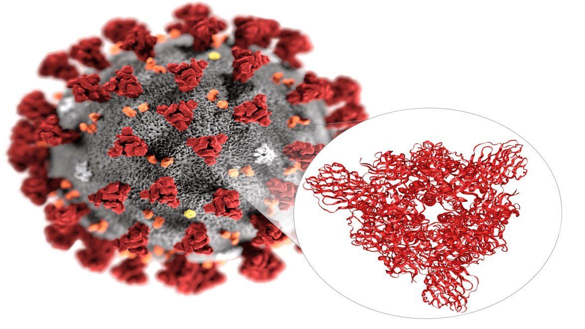Según un estudio oficial, no se detectaron las nuevas cepas de coronavirus en Argentina
