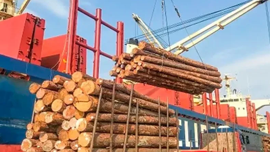 Exportan 18.000 toneladas de madera de pino a la India