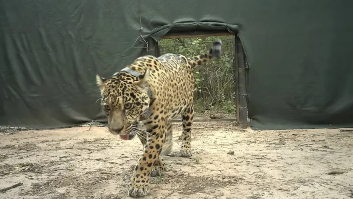 La millonaria recompensa que ofrecen desde Parque Nacionales por los datos de una yaguareté desaparecida en Chaco