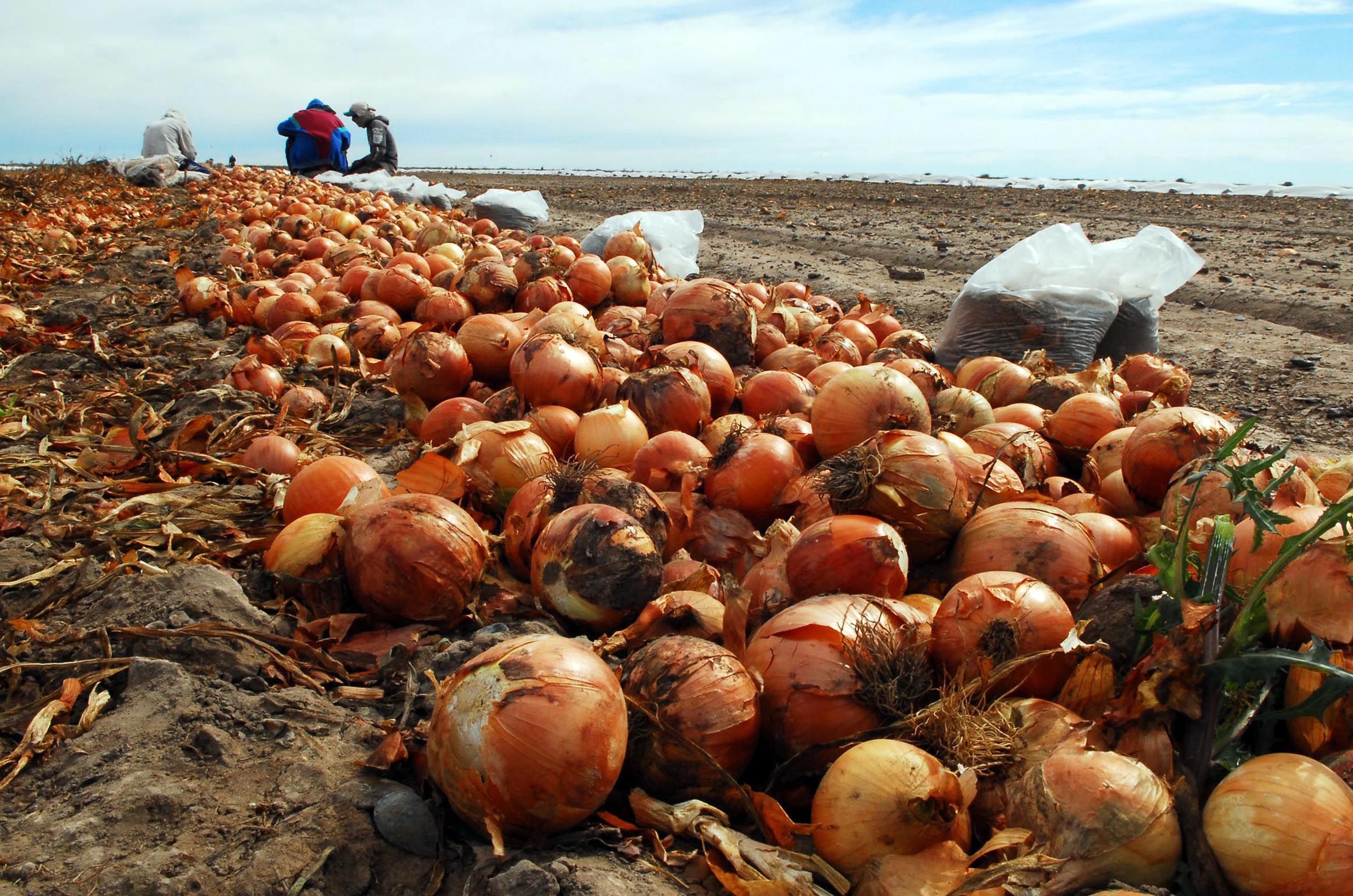 En la zona del río Colorado hay un serio excedente de cebolla. (Foto: Diario Río Negro) En la zona del río Colorado hay un serio excedente de cebolla. (Foto: Diario Río Negro)