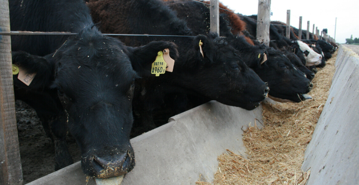 Cuánto debería subir la hacienda terminada para que feedlot vuelva a ser rentable