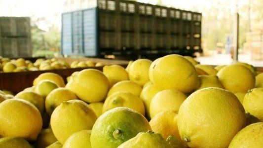 Suspenden por 15 días las exportaciones de limones tucumanos con destino a Europa