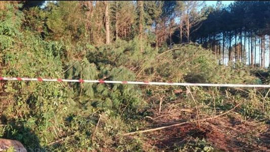 Tragedia en Misiones: un joven cortaba un árbol con una motosierra y terminó de la peor manera